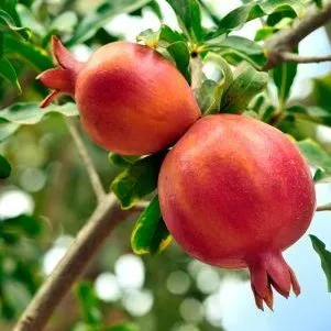 thumbnail for publication: Growing Pomegranates in Florida: Establishment Costs and Production Practices